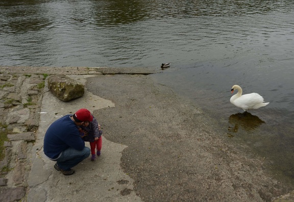 afraid of the swan